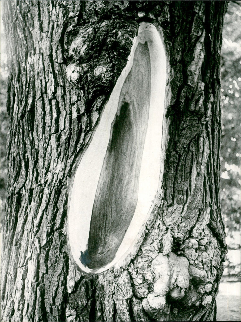 tree - Vintage Photograph