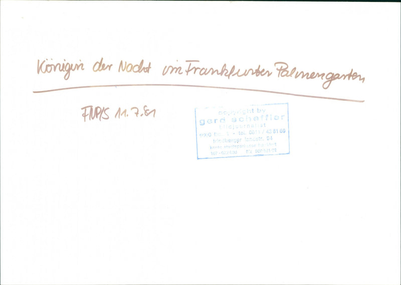 Queen of the Night - Vintage Photograph