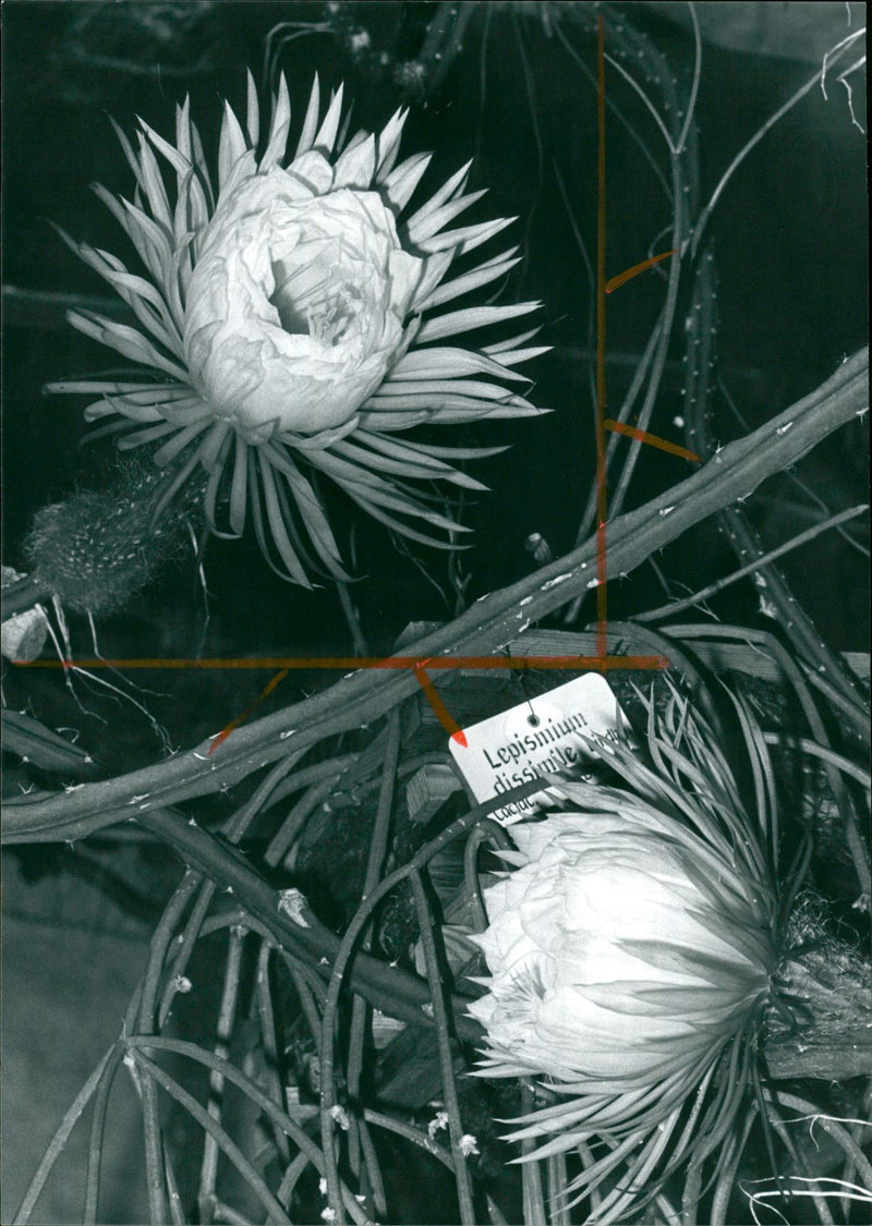 Queen of the Night - Vintage Photograph