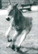 Bindig foal - Vintage Photograph