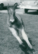 Bindig foal - Vintage Photograph