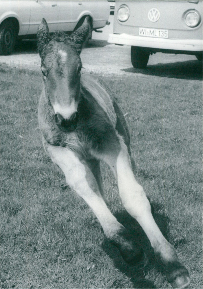 Bindig foal - Vintage Photograph