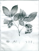 "Cassia Macrophylla" by Pierre Francois Tourpin - Vintage Photograph