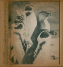 Penguins in the Frankfurt Zoo - Vintage Photograph