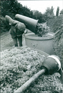 Lohrberger slope - Vintage Photograph