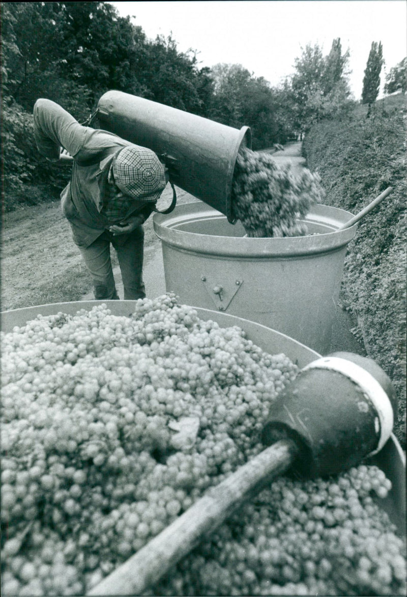 Lohrberger slope - Vintage Photograph