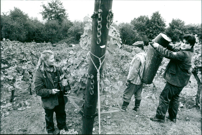 Lohrberger slope - Vintage Photograph