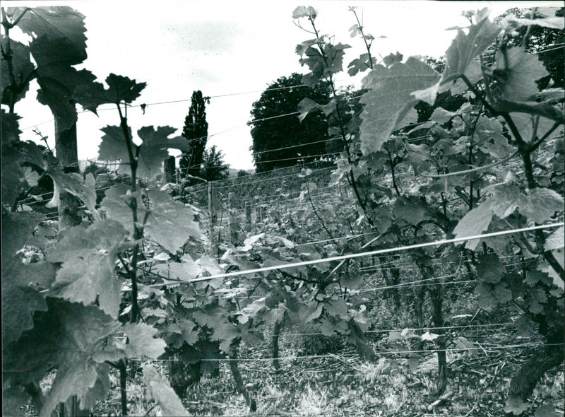 Lohrberg - Vintage Photograph