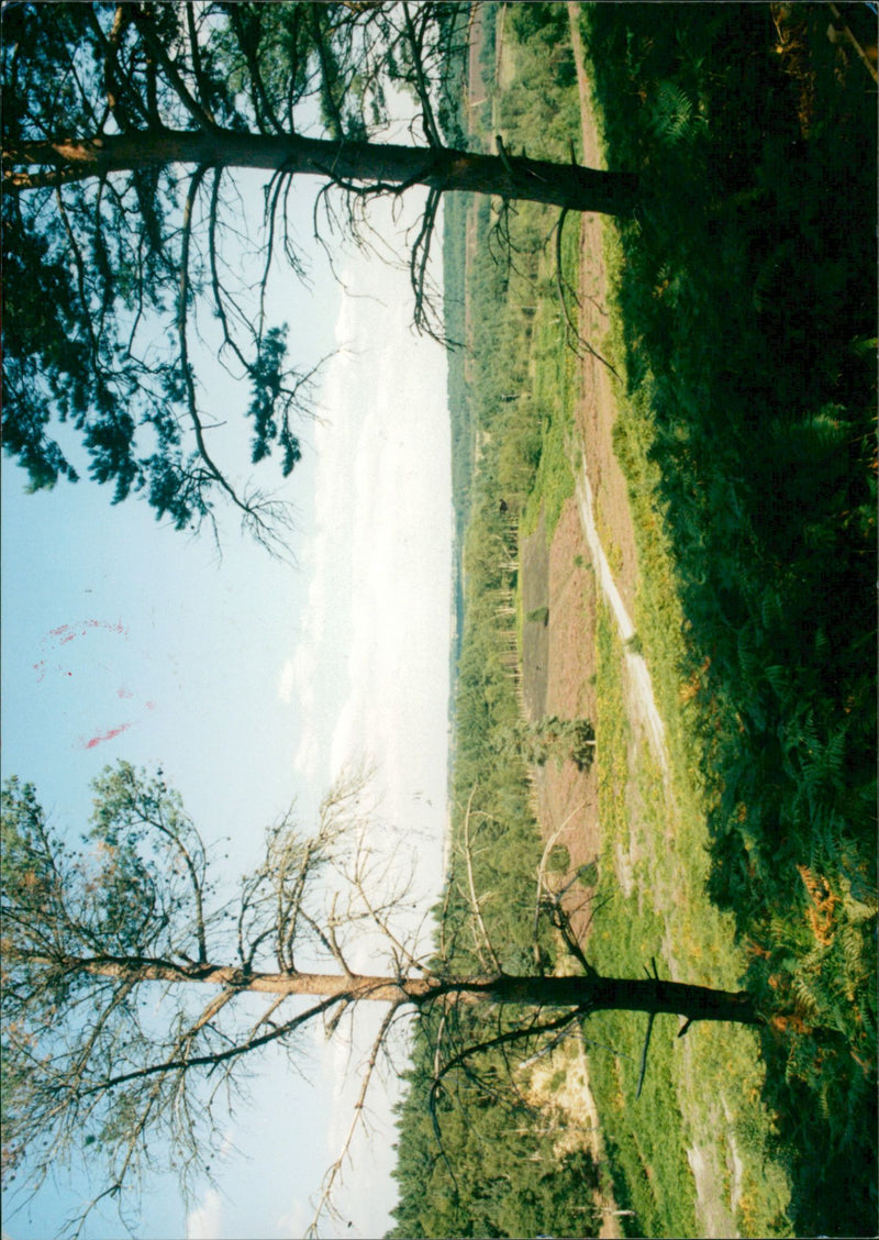 - Vintage Photograph