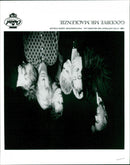 - Vintage Photograph