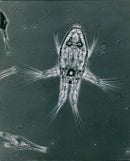 - Vintage Photograph