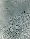 - Vintage Photograph