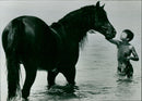THE BLACK STALLION - Vintage Photograph