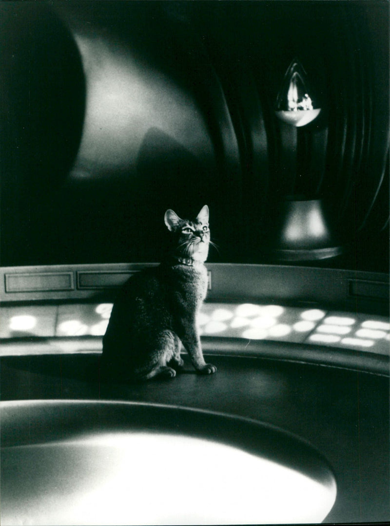 The Cat from Outer Space - Vintage Photograph