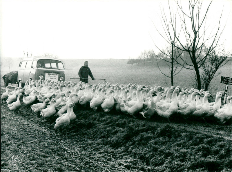 Laughterhouse - Vintage Photograph