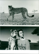 Cheetah - Vintage Photograph