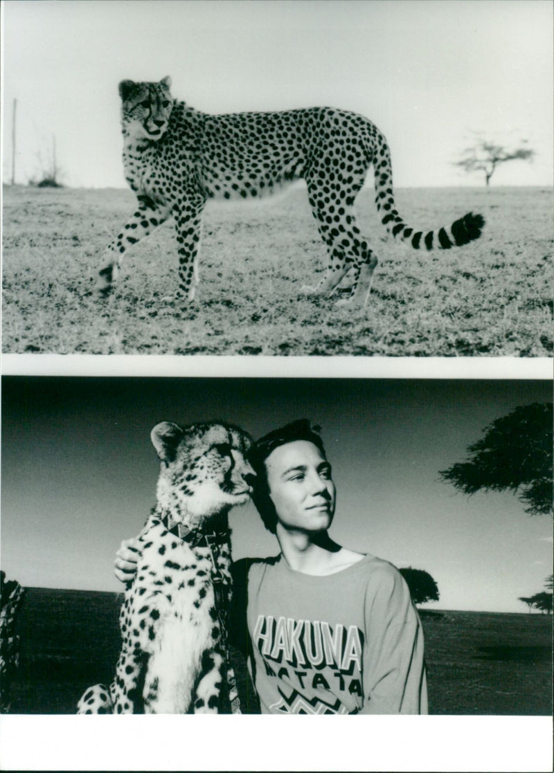 Cheetah - Vintage Photograph