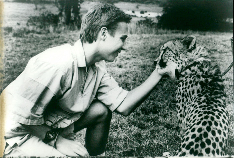 Cheetah - Vintage Photograph