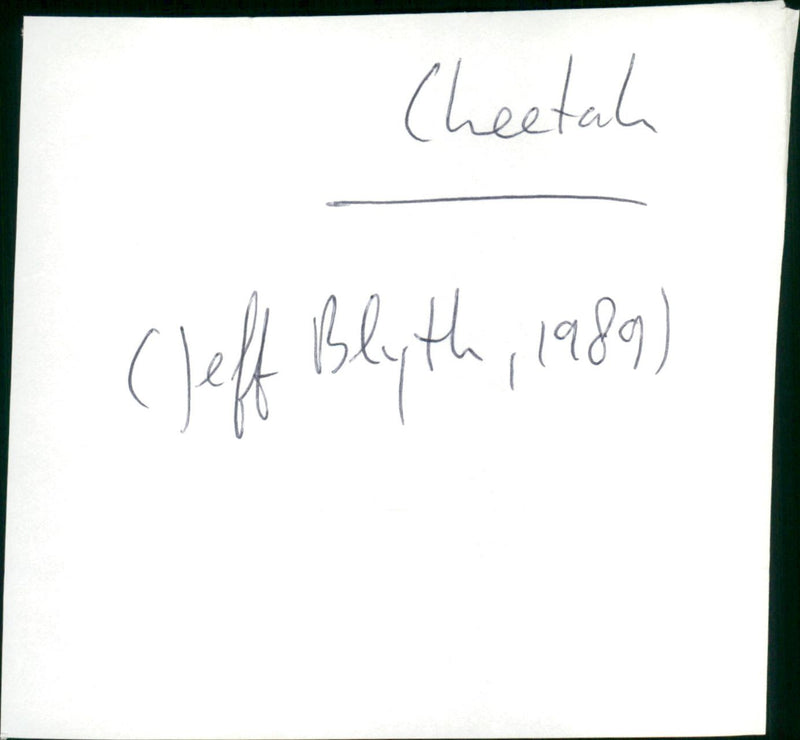 Cheetah - Vintage Photograph