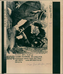 Them! - Vintage Photograph