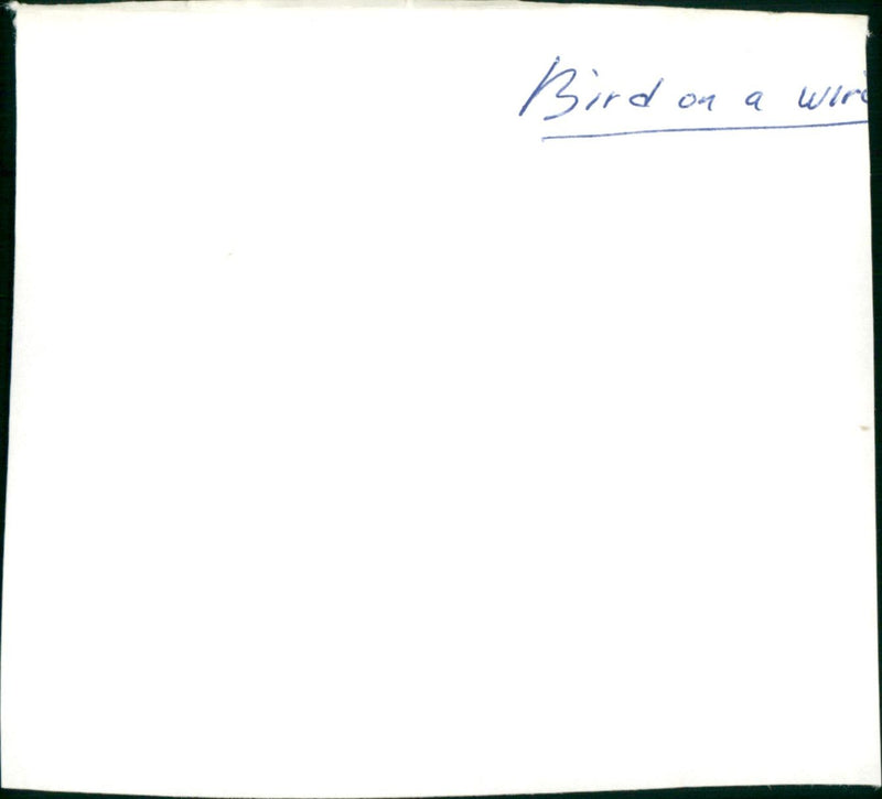 Bird on a Wire - Vintage Photograph