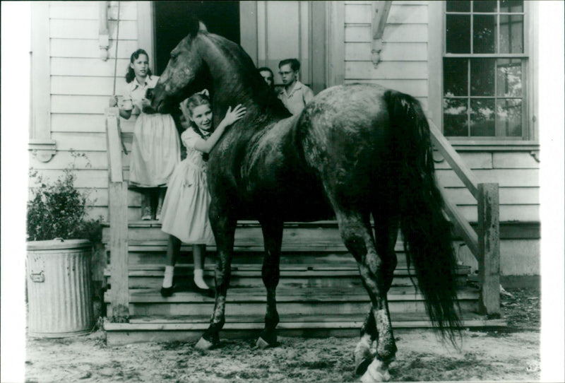 Gypsy Colt - Vintage Photograph