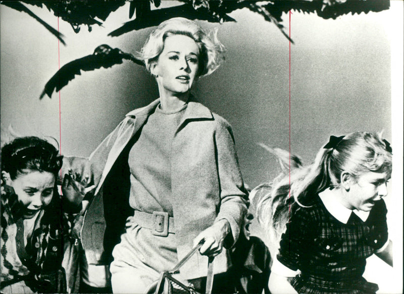 Birds - Vintage Photograph