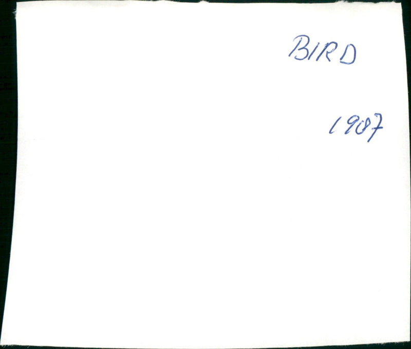 Bird - Vintage Photograph