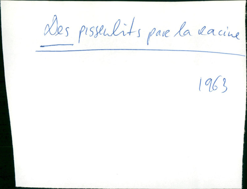 Des pissenlits par la racine - Vintage Photograph