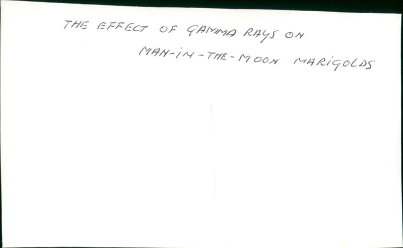 The Effect of Gamma Rays on Man-in-the-Moon Marigolds - Vintage Photograph