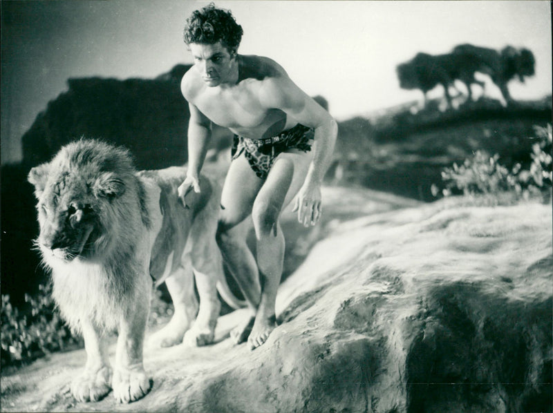 King of the Jungle - Vintage Photograph