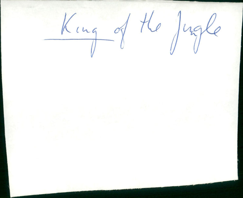 King of the Jungle - Vintage Photograph