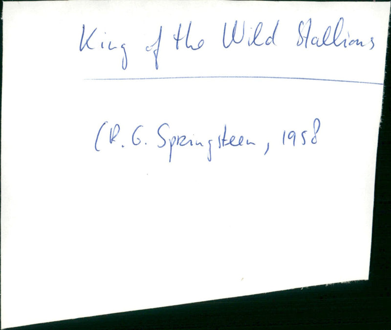 King of the Wild Stallions - Vintage Photograph