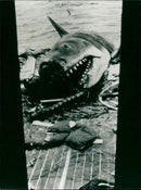 Jaws - Vintage Photograph