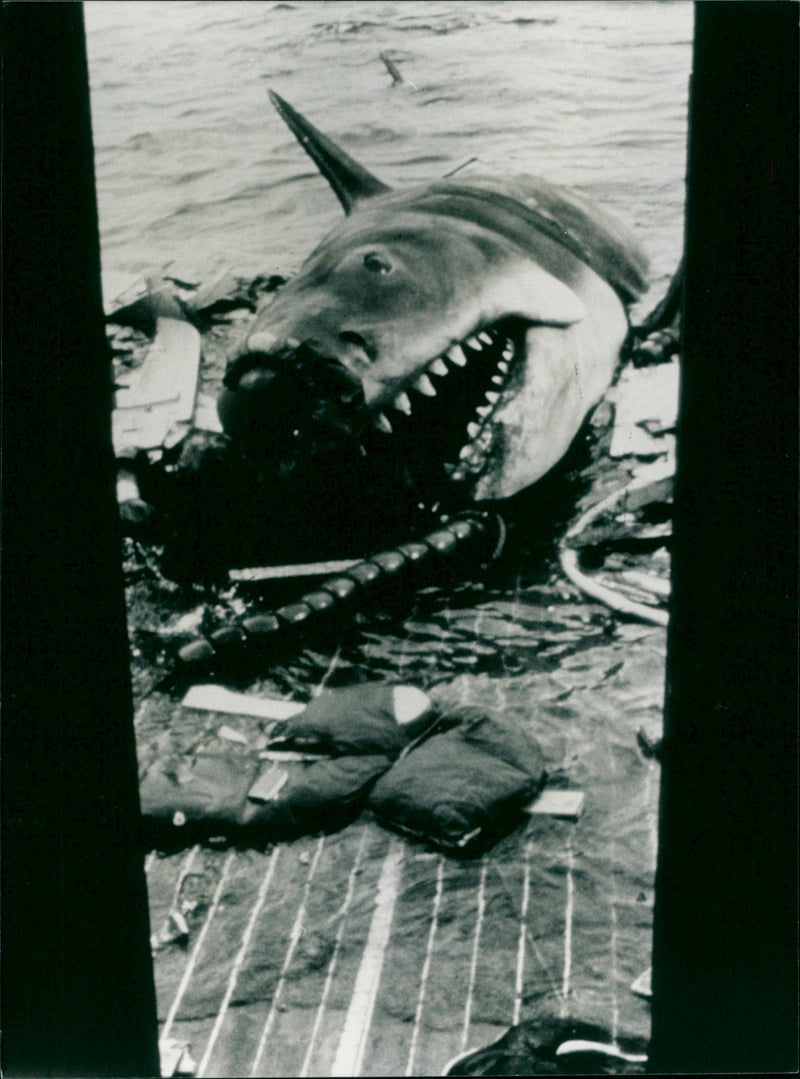Jaws - Vintage Photograph
