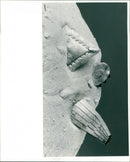 - Vintage Photograph