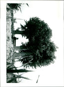 - Vintage Photograph