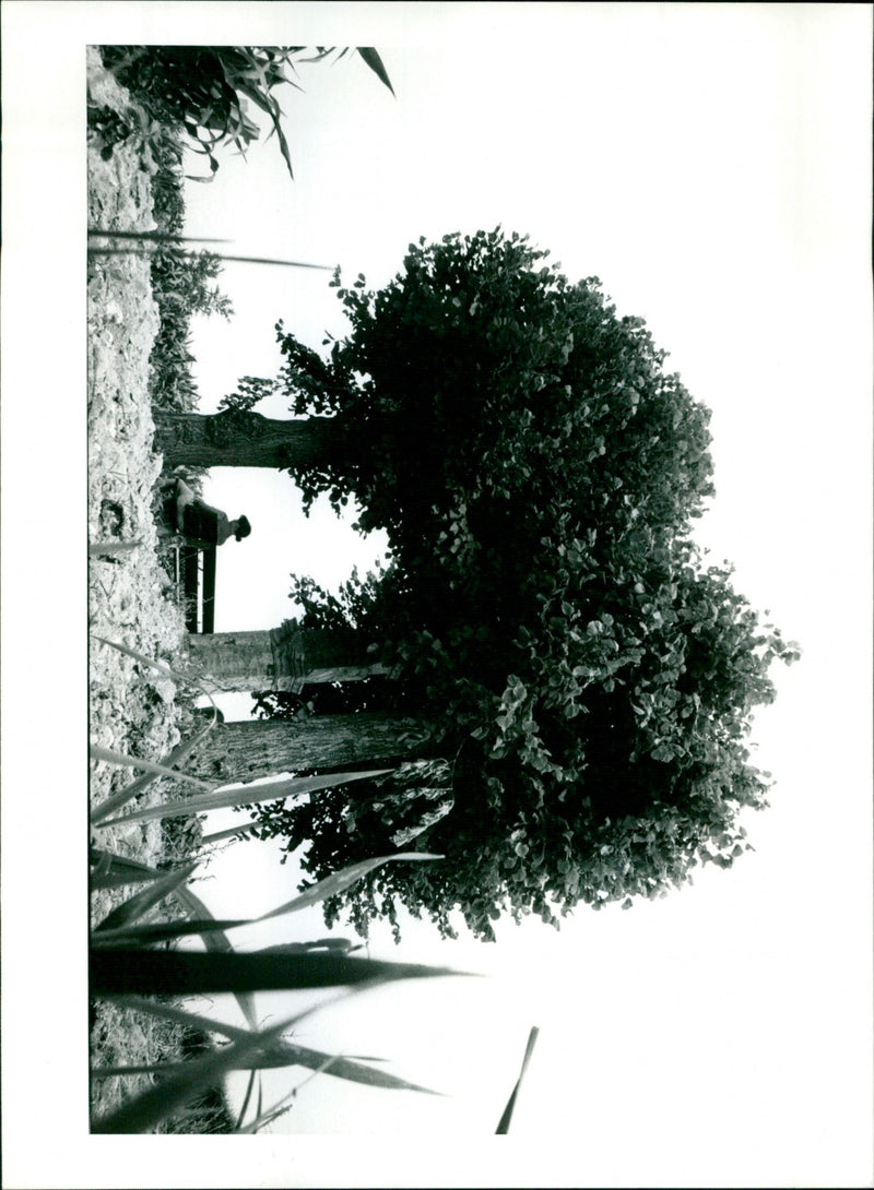 - Vintage Photograph