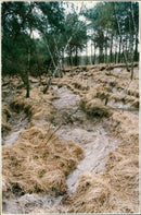 - Vintage Photograph