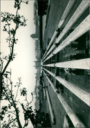 - Vintage Photograph