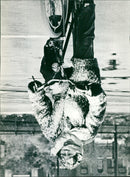 - Vintage Photograph