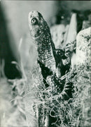 - Vintage Photograph