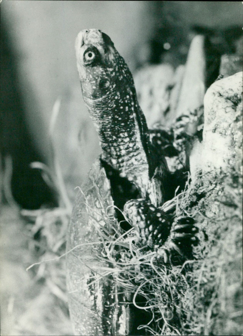 - Vintage Photograph