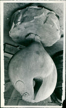 - Vintage Photograph