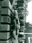 - Vintage Photograph