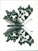 - Vintage Photograph