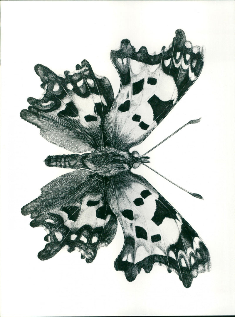 - Vintage Photograph