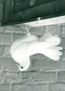 - Vintage Photograph