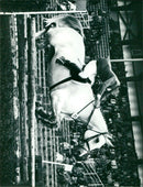 - Vintage Photograph