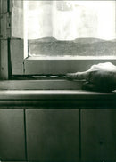 - Vintage Photograph